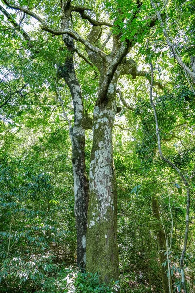 huge tree in rain forest in costa Rica