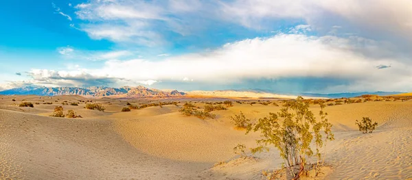 Piękne Mesquite Mieszkania Dolinie Śmierci Pustyni Świetle Zachodu Słońca — Zdjęcie stockowe