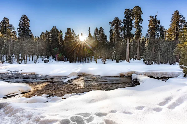 Vackra Gamla Sequoia Träd Blå Himmel Vintern Med Soluppgång — Stockfoto