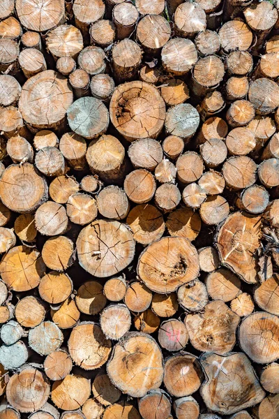 Häftad Vedstapel Den Tyska Skogen Som Harmonisk Bakgrund — Stockfoto