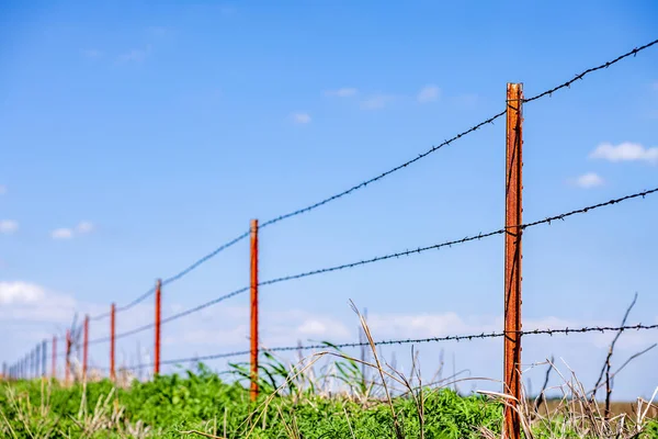 Gard Sârmă Ghimpată Focalizare Selectivă Încadrată Albastru Strălucitor — Fotografie, imagine de stoc