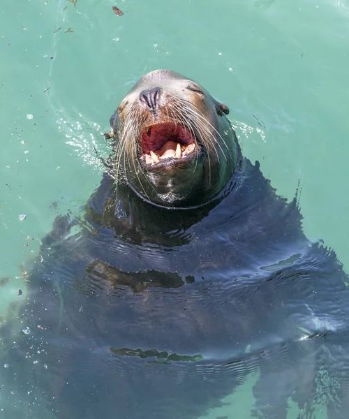 California Sea Lion Yawning Relaxes Warm Sunshine — Stock Photo, Image