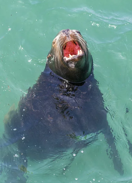 California Sea Lion Yawning Relaxes Warm Sunshine — Stock Photo, Image