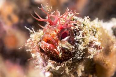 A tiny red fringe head blenny peering out of a small tube for which the fish lives clipart