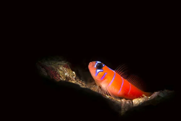 一个小的 充满活力的蓝色带状卡特琳娜虾虎鱼在礁石上休息 鱼被点燃的光束光筒 这给了一个明亮的光的小光束 黑色的背景 — 图库照片