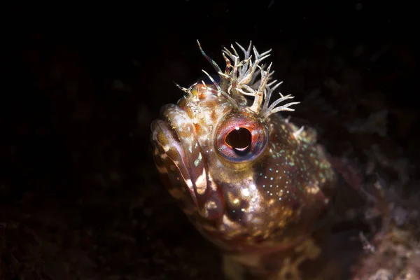 Usando Iluminação Limitada Especial Snoot Feixe Capturei Este Blenny Minúsculo — Fotografia de Stock