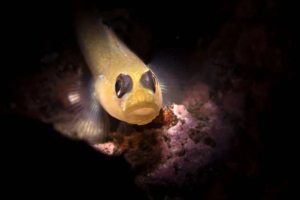 Utilizzando Una Speciale Illuminazione Snoot Fascio Limitato Catturato Questo Piccolo — Foto Stock