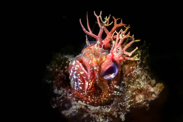 Usando Iluminação Limitada Especial Snoot Feixe Capturei Este Blenny Vermelho — Fotografia de Stock