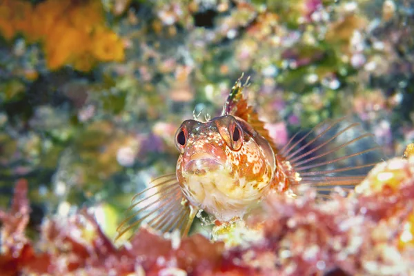 一个五颜六色的岛屿 Kelpfish 发现在加利福尼亚州的海峡群岛休息一动不动的底部之前 飞快地离开 — 图库照片