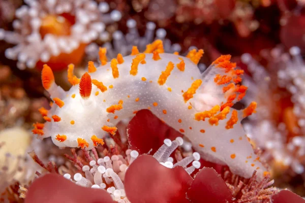 Clown Orange Nudibranches Rampent Sur Certaines Algues Rouges Tout Nourrissant — Photo