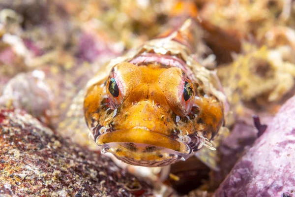 カリフォルニアのチャネル諸島の海でサンゴ礁のサンゴのカジカがかかっています — ストック写真