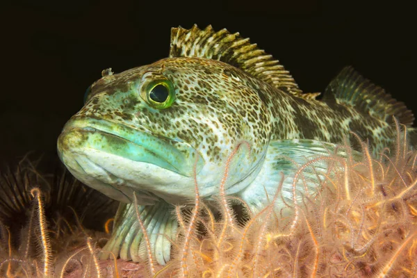 Een Groene Ophiodon Elongatus Rust Een Bed Van Slangsterren Wateren — Stockfoto