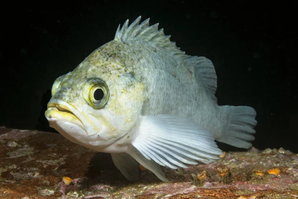 Een Witte Rockfish Berust Een Rif Wateren Van Kanaaleilanden Van — Stockfoto
