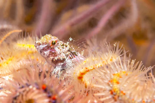 Μια Κοραλλιογενή Sculpin Στηρίζεται Ένα Κρεβάτι Από Εύθραυστα Αστέρια Στα — Φωτογραφία Αρχείου