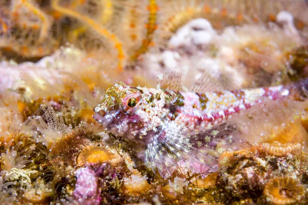 Korallos Sculpin Pihen Egy Ágy Kígyókarú Csillagok Kaliforniai Csatorna Szigetek — Stock Fotó