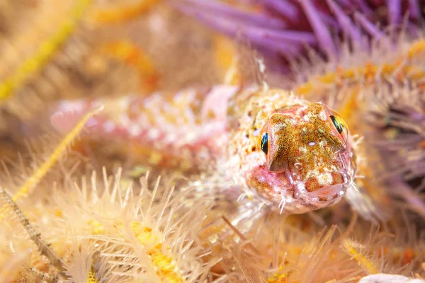 Korallos Sculpin Pihen Egy Ágy Kígyókarú Csillagok Kaliforniai Csatorna Szigetek — Stock Fotó