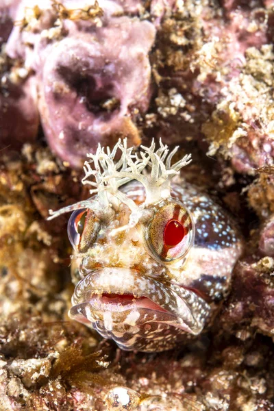 Una Pequeña Aleta Amarilla Fringehead Blenny Mirando Fuera Una Pequeña —  Fotos de Stock