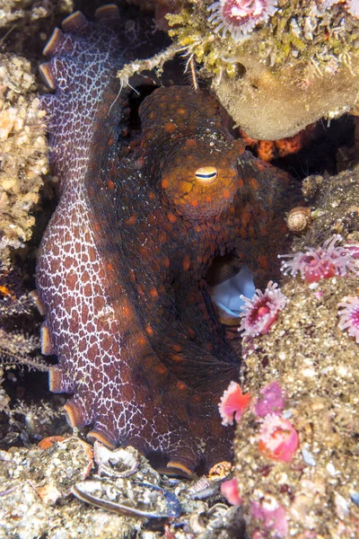 一只可爱的章鱼在缝隙中静止不动 因为它改变颜色以融入其背景 — 图库照片
