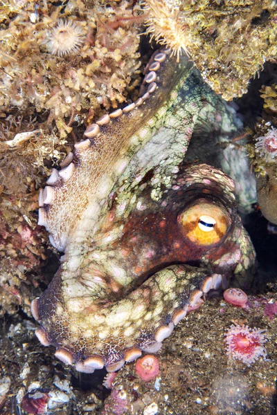 一只可爱的章鱼在缝隙中静止不动 因为它改变颜色以融入其背景 — 图库照片
