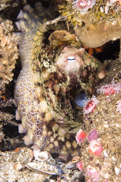 A cute Octopus rests motionless in crevice as it changes colors to blend in with its background