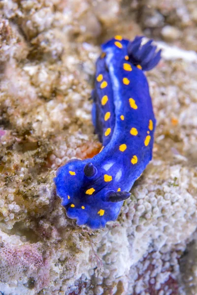 Blue Dorid Nudibranch Crawls Reef Search Food Shot Cold Water — Stock Photo, Image