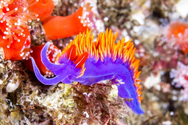色鮮やかな紫のウミウシは餌を求めてカリフォルニアのチャネル諸島のサンゴ礁の間でクロール スペイン ショールと呼ばれます カリフォルニアのチャネル諸島の冷たい水で撮影します — ストック写真