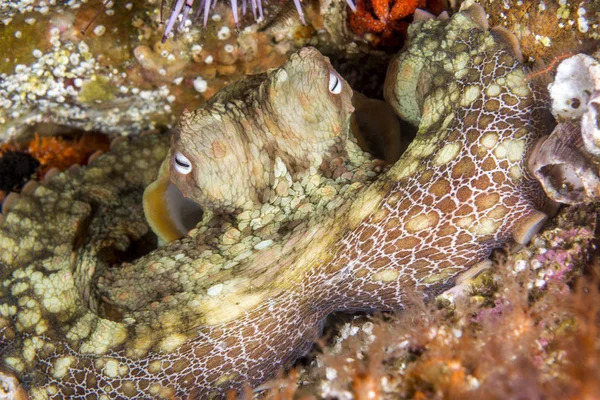 A cute octopus rests motionless in crevice as it changes colors to blend in with its background