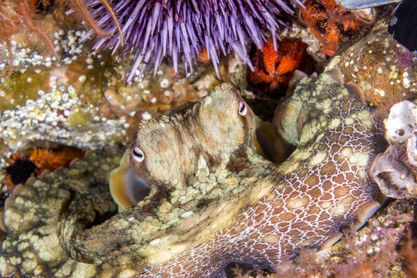 A cute octopus rests motionless in crevice as it changes colors to blend in with its background