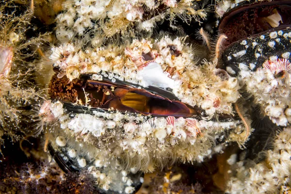 Eine Kolonie Bunter Muscheln Die Einem Flachen Riff Befestigt Sind — Stockfoto