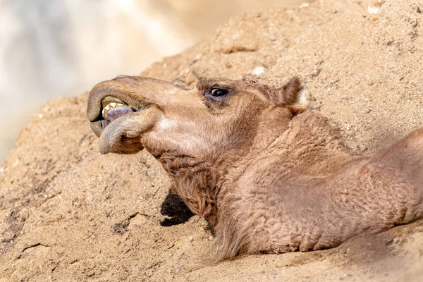 Camello Yace Tierra Descansando Mientras Hace Cara Graciosa — Foto de Stock