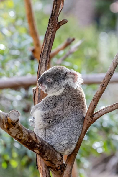 Peludo Oso Koala Gris Sienta Dentro Las Ramas Eucalipto Alto — Foto de Stock