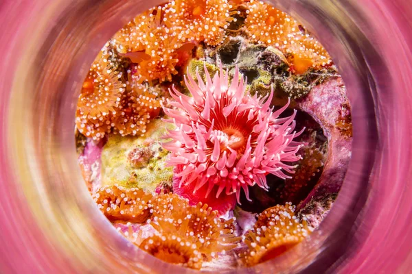 Proliferating anemone — Stock Photo, Image