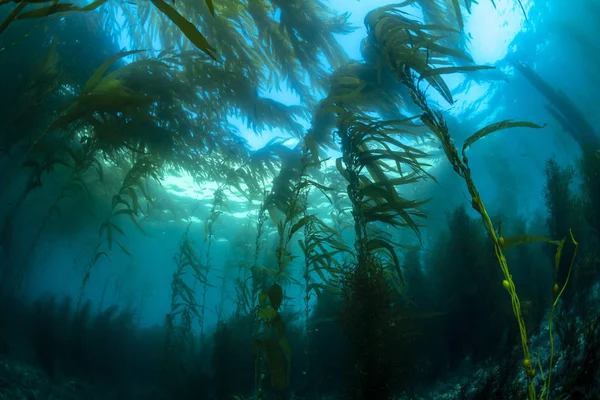 Califórnia Kelp cama — Fotografia de Stock