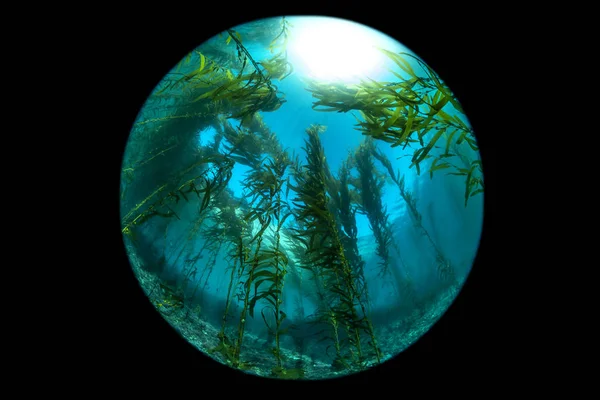 California kelp Bed perspektywa rybie oko — Zdjęcie stockowe