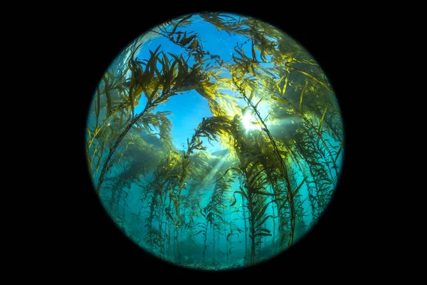 カリフォルニアケルプベッド魚眼パース — ストック写真