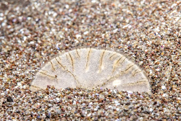 Dollaro di sabbia in natura — Foto Stock