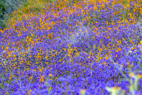 Poppies virágzó domboldalon — Stock Fotó