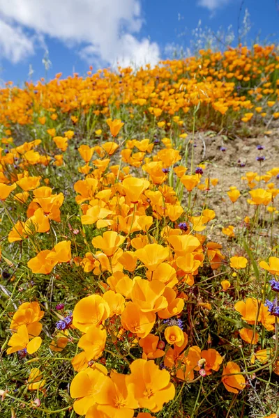 Les coquelicots fleurissent sur la colline — Photo