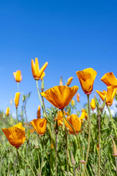 Les coquelicots fleurissent sur la colline — Photo