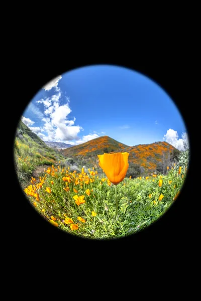 Квітучі маки на схилі пагорба — стокове фото