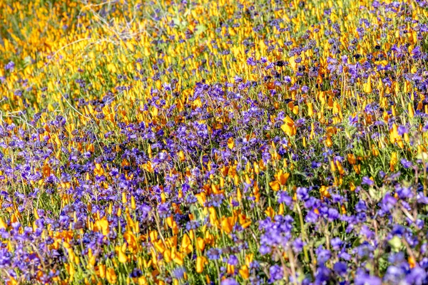 Poppies virágzó domboldalon — Stock Fotó