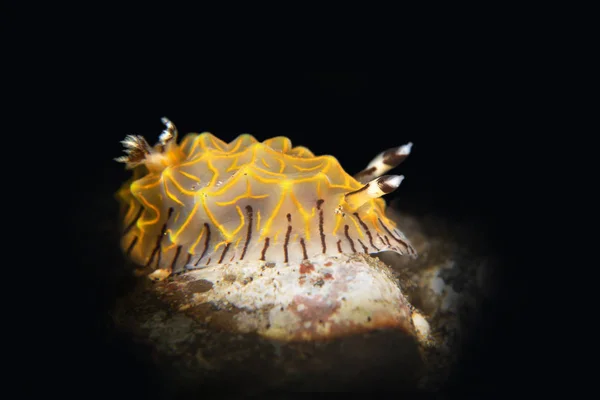 Ouro Nudibranch atado — Fotografia de Stock