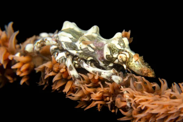 鞭珊瑚上的异种螃蟹 — 图库照片