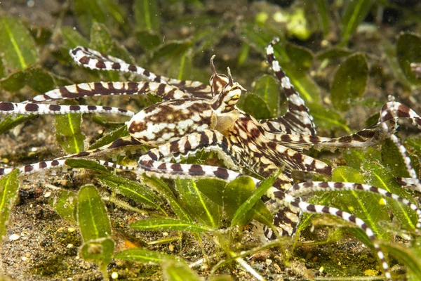 Mimic Octopus in Tulamben Indonesia — Stock Photo, Image