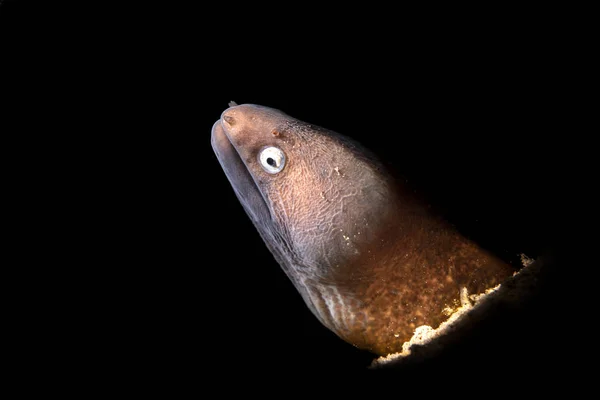White eyed moray eel — Stock Photo, Image
