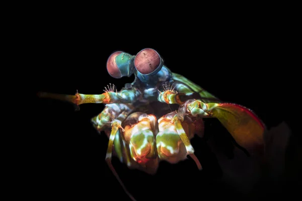 五颜六色的曼蒂虾与复杂的眼睛 — 图库照片