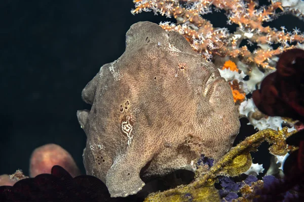 Peixe-sapo-pardo no recife — Fotografia de Stock
