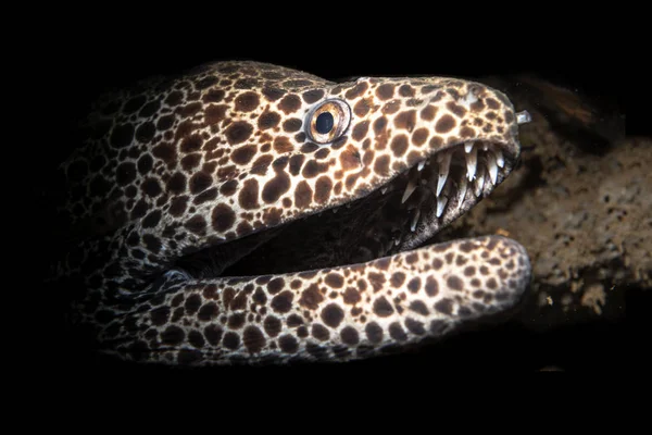 Leopard și anghila moray dantelată — Fotografie, imagine de stoc