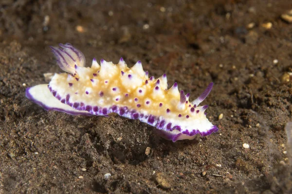 Hobbelige Mexichromis Doris nuditak — Stockfoto