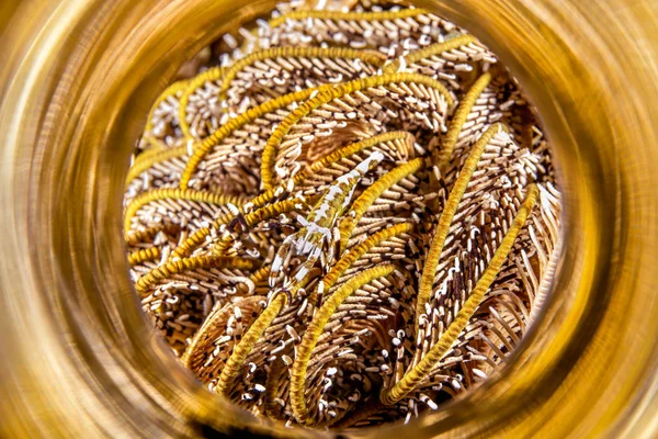 Crinoid tentacles with shrimp reflect in a polished light tube — Stock Photo, Image